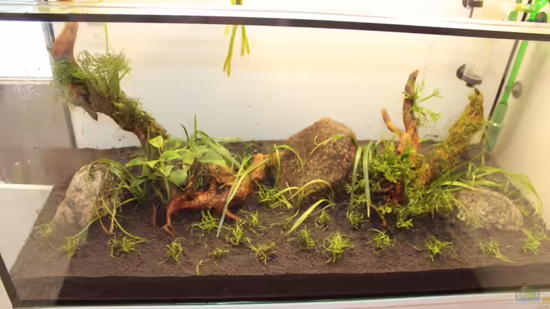 Bepflanzung von AquarienHans (3)