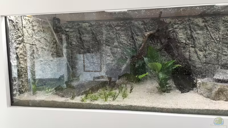 Bepflanzung von Benjamin Schmider (9)