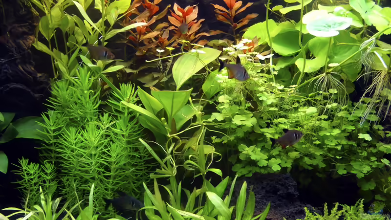 Bepflanzung von BigBDorsten (6)