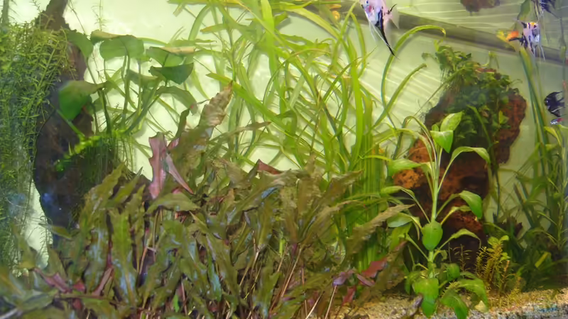 Bepflanzung von Casual (2)