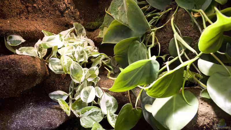 Bepflanzung von Hoppe-Terrarienbau (4)