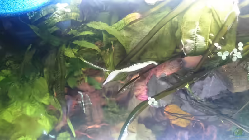 Bepflanzung von oben von GonZo (14)