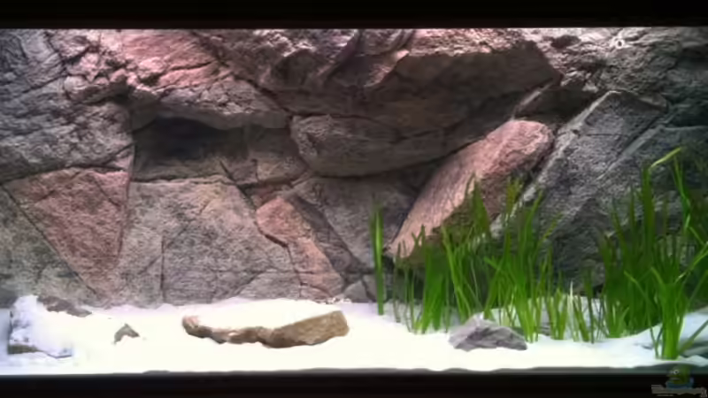 Bepflanzung von TheToxicAvenger (6)