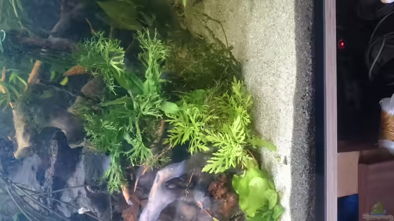 Bepflanzung vor den roten Moorwurzeln von GonZo (12)