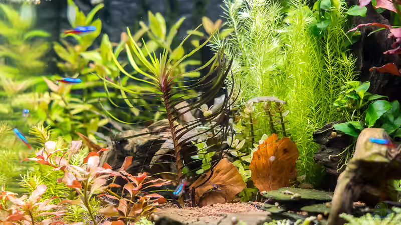 Bepflanzungsdetail von rasrol (8)