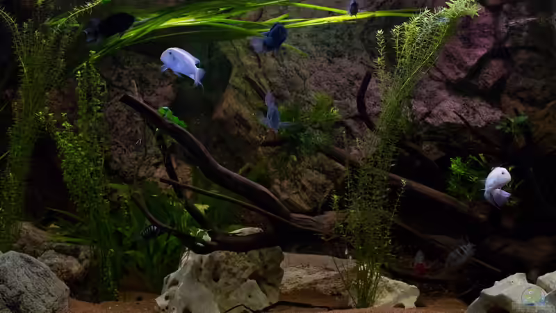 Bepflanzungsstand 09.10.2013 von GoreSlayer (39)