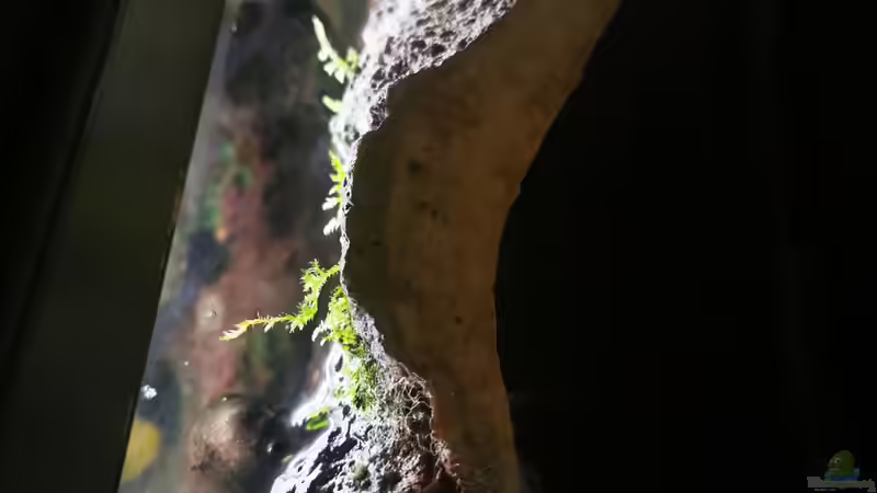 ??ber 10 Jahre trocken und tot, jetzt ergrünt: Javamoos von Odonata (6)