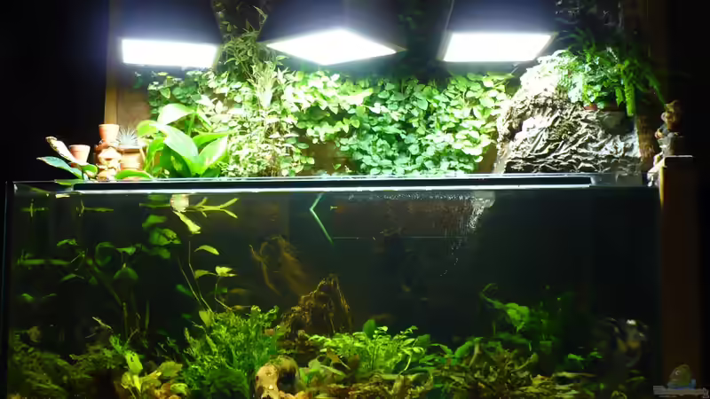??ber dem Aquarium    die Pflanzen u. Lampen von Werner Lehmann (5)