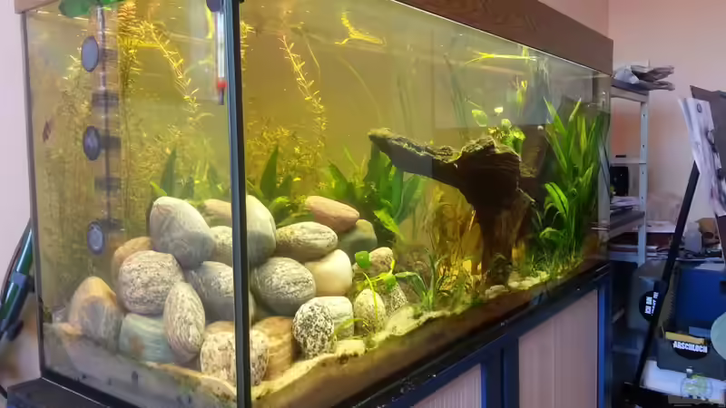 ??ber Eck von Der Dreiäugige Goldfisch (7)