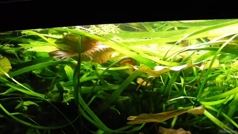 Bereich oben - links von Flossenbeschauer (5)