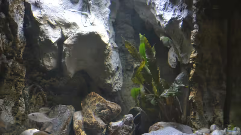 Bereich rechts vor dem HMF mit neuem ??berhangfelsen und Pflanzen von falleb (6)