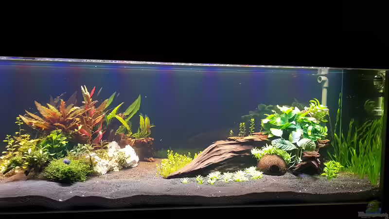 Bereich rechtsseitig mit Pflanzen besetzt  von Tabu (17)