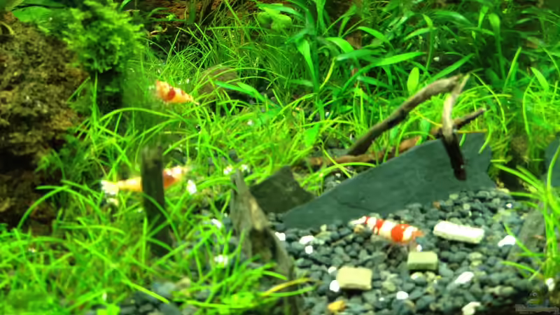 bereich vorne rechts 21.04.2013 von Walde (74)