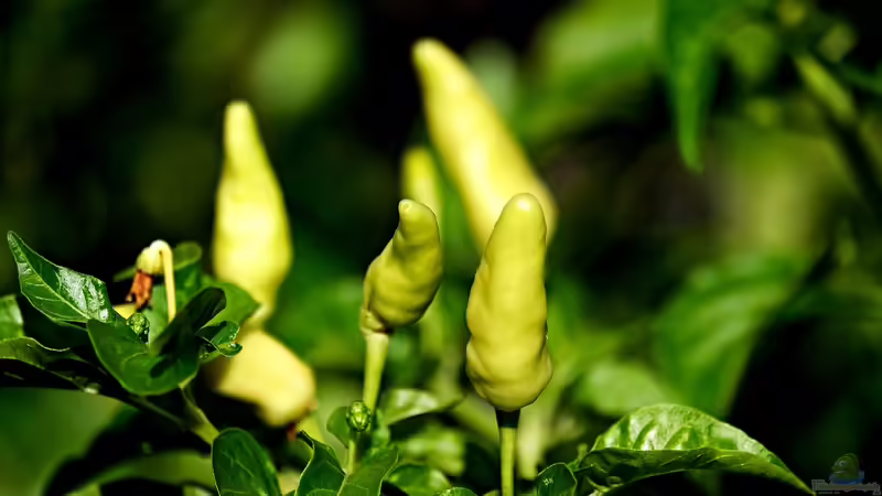 Bereits im Januar: Das Gartenjahr beginnt