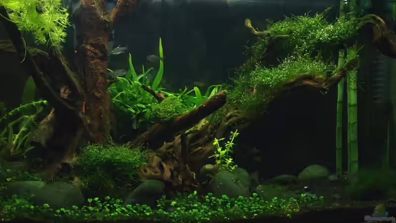 bereits veralgte Wurzeloberfläche von Pseudomugil (14)