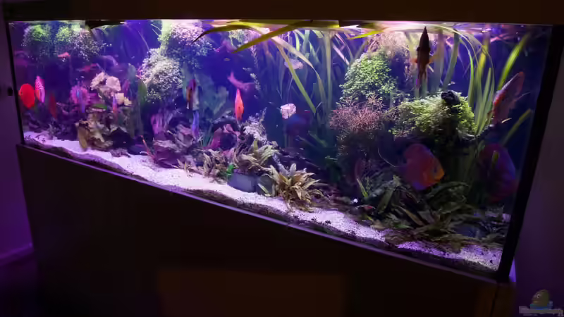 ??bergang Abenddämmerung zu frühem Mondlicht. Nach Wasserwechsel leichte Trübung. von Alexander Bienefeld (6)