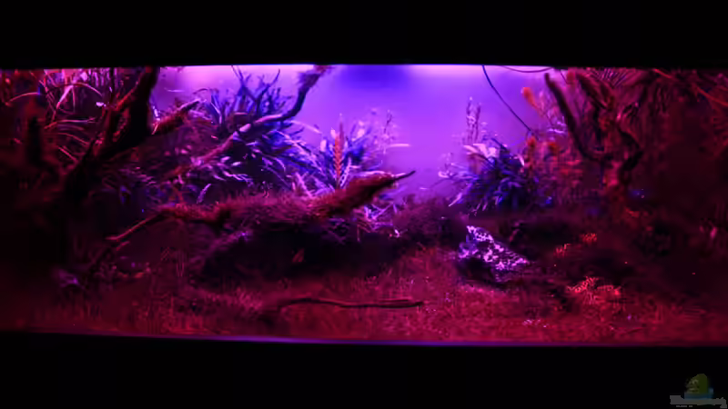 ??bergang ins Mondlicht der Wahnsinn von OrangeBuschfisch (21)