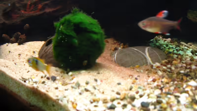 ??bergang Sand-Kies (11.1.2013) von NicoleZH (16)