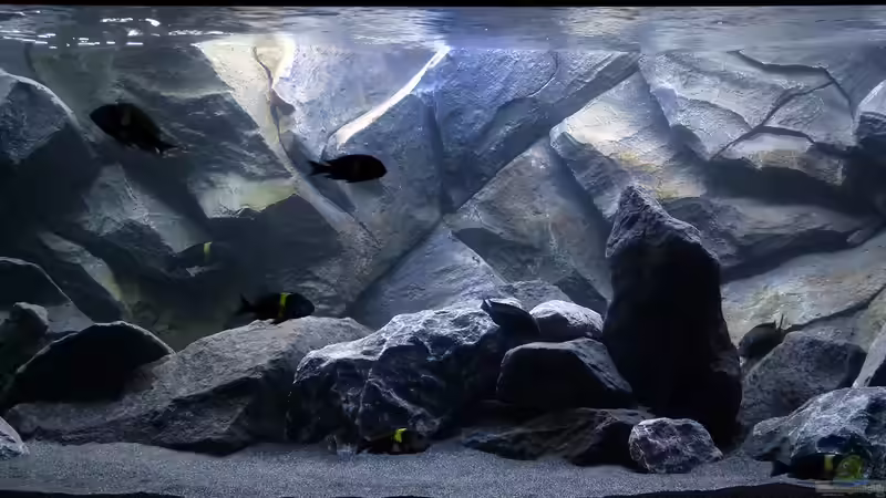 ??bergang zum Tageslicht von baumringzaehler (12)