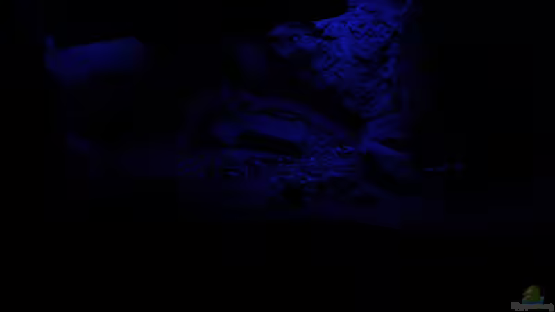 ??bergang zur Nacht von The Pictus catfish (15)