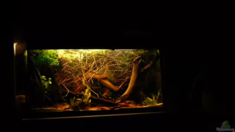 ??bergangsbecken von Cichlid Power (3)