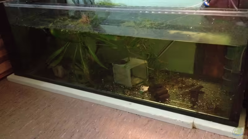 ??bergangslösung :) von Walde (42)