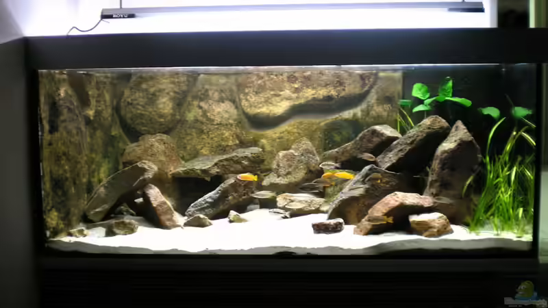 ??bergangszone Sand- Felslitoral von di Stefano (1)