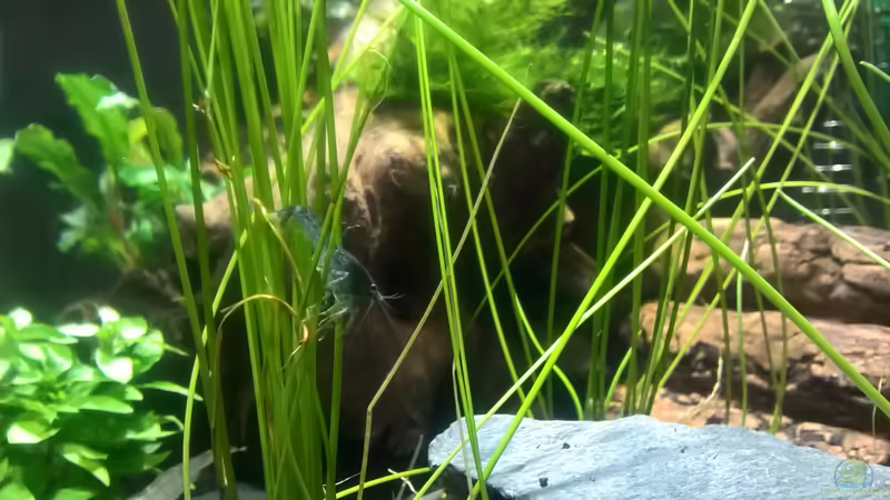 Bergbesteiger von echo (13)