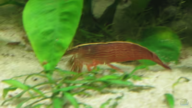 Bergfächergarnele von Korbi (17)