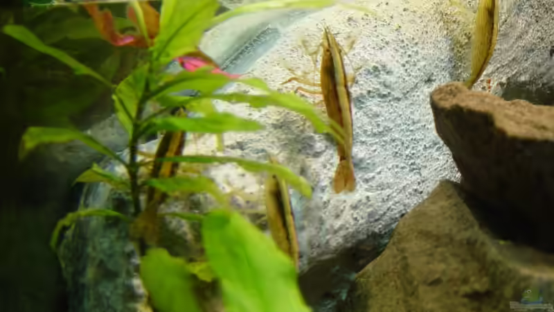 Bergfächergarnelen in der Strömung unter dem Filtereinlauf von Carsten Gutsche (17)