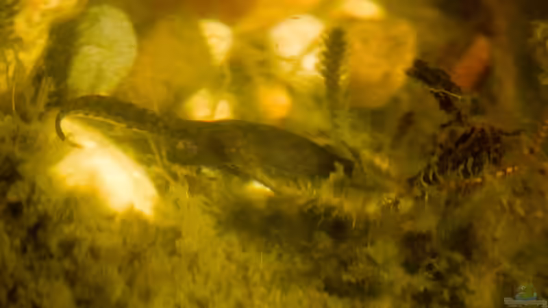 Bergmolch  (Ichthyosaura alpestris) 10.04.2020 von Acki50 (99)