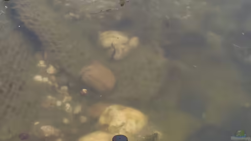 Bergmolch 19.05.2019 Am oberen hellen Kiesel kann man ihn sehen. von Acki50 (62)