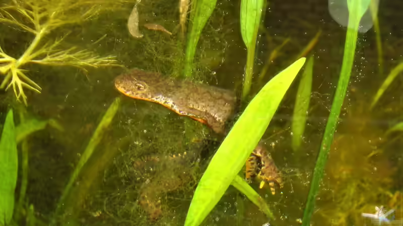 Bergmolch im Gartenteich von Goldfisch (27)
