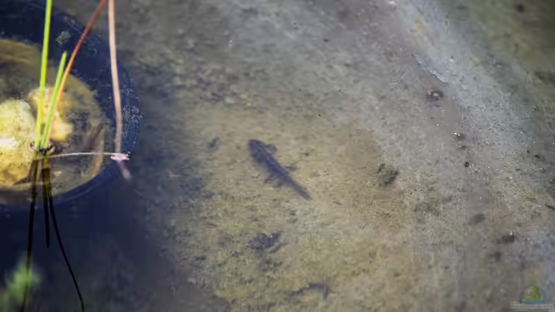 Bergmolch Larve (Ichthyosaura alpestris) 16.07.2019 von Acki50 (79)