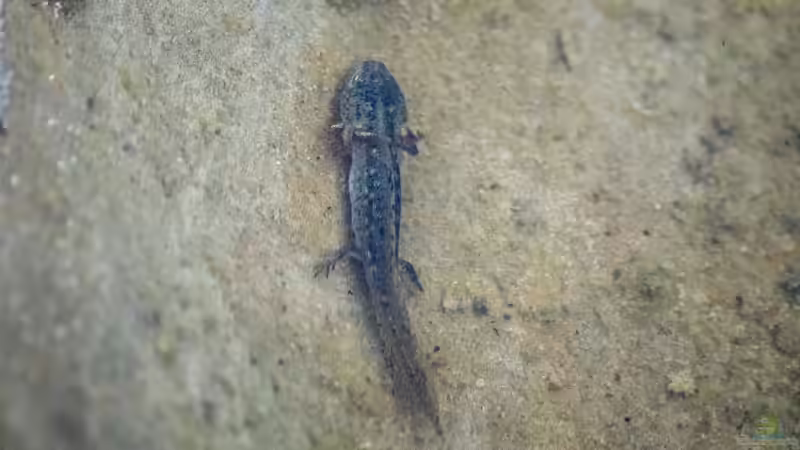 Bergmolch Larve (Ichthyosaura alpestris) 16.07.2019 von Acki50 (80)