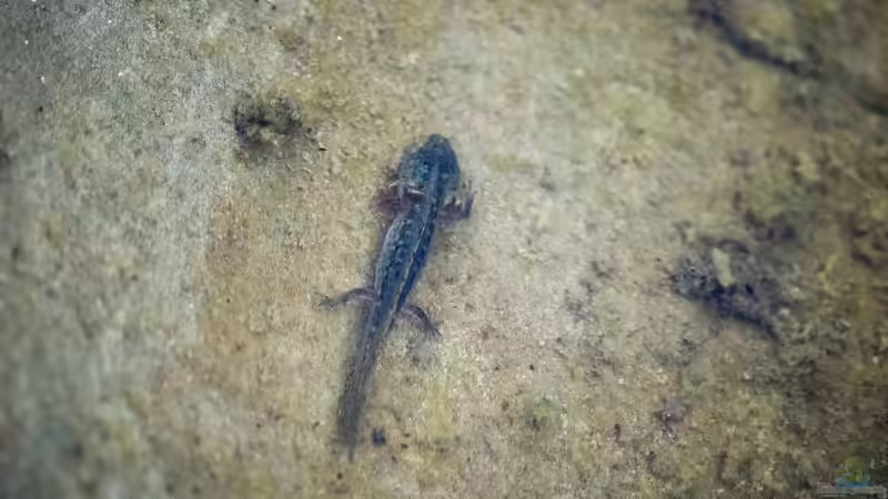 Bergmolch Larve (Ichthyosaura alpestris) 16.07.2019 von Acki50 (81)