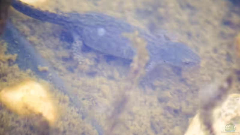 Bergmolch Weibchen (Ichthyosaura alpestris) 10.04.2020 von Acki50 (102)