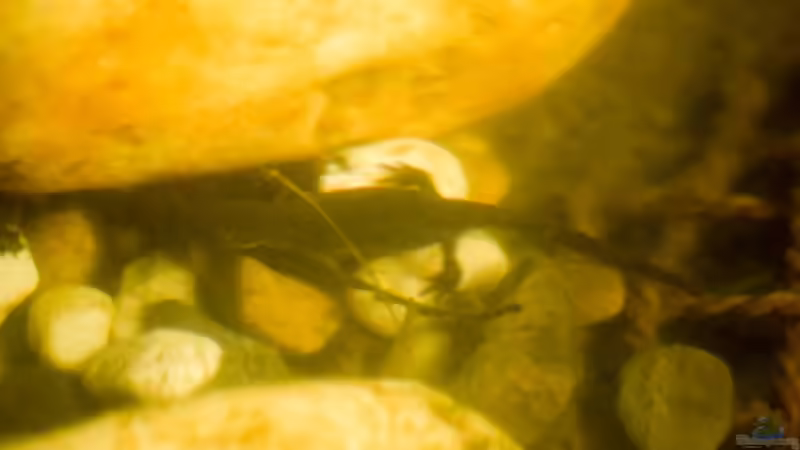 Bergmolch Weibchen (Ichthyosaura alpestris) jagend 10.04.2020  von Acki50 (98)