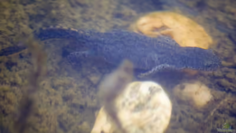 Bergmolch Weibchen (Ichthyosaura alpestris) jagend 10.04.2020 von Acki50 (97)