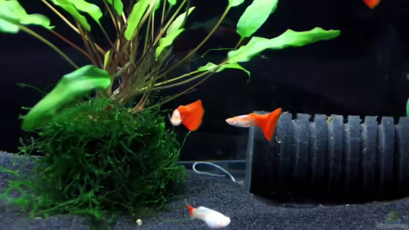 Bericht und Bilder vom Aquaristikevent für das Programm am 16.04.2011 in Berlin
