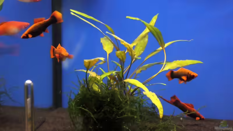Bericht und Bilder vom Aquaristikevent für das Programm am 16.04.2011 in Berlin