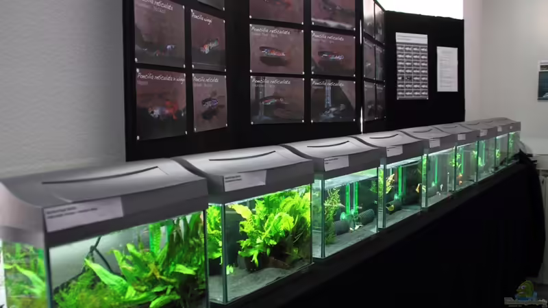 Bericht und Bilder vom Aquaristikevent für das Programm am 16.04.2011 in Berlin