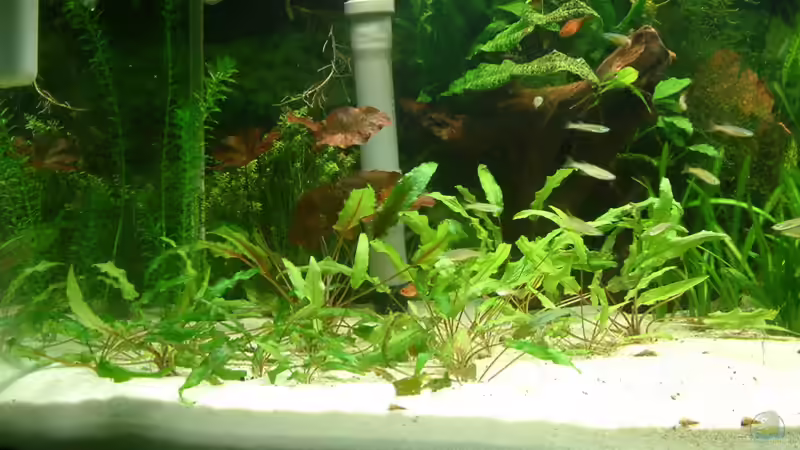 ??berlauf in die Filterbecken von Frank Krüger (5)