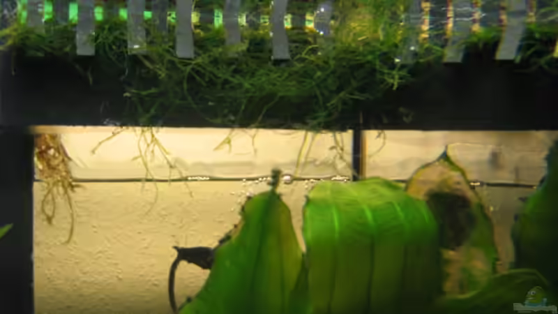 ??berlauf mit Javamoos von TNTLogge (10)