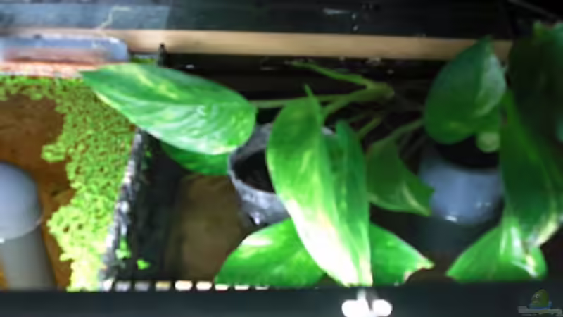 ??berlauf und Notüberlauf mit ´Nitratkiller´ von Amazonas83 (7)