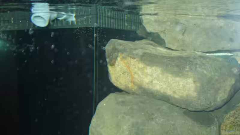 ??berlauf von Baresi (12)