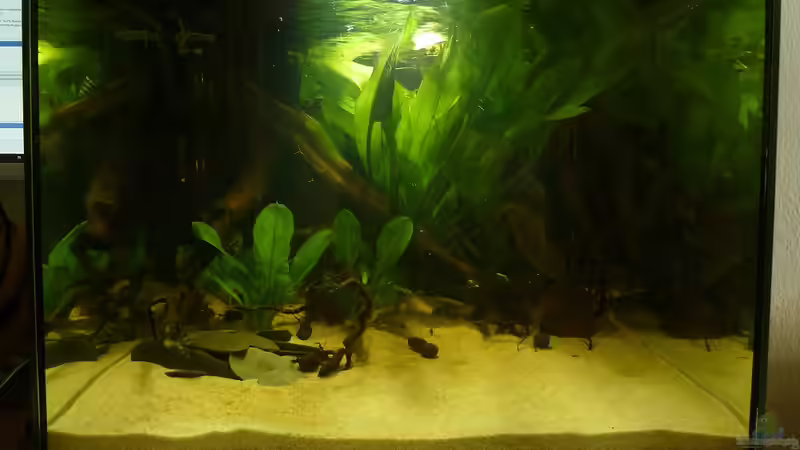 Bernsteinfarben von JohannesDD (24)