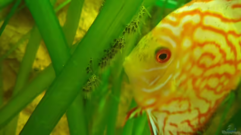 ??berraschung 1tes Gelege! von PH Neutral (26)