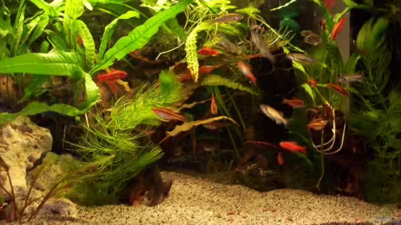 ??berseht bitte die 3 Salmler (sind 4jahre alt und auf dem altenteil) von Markus Heib (5)