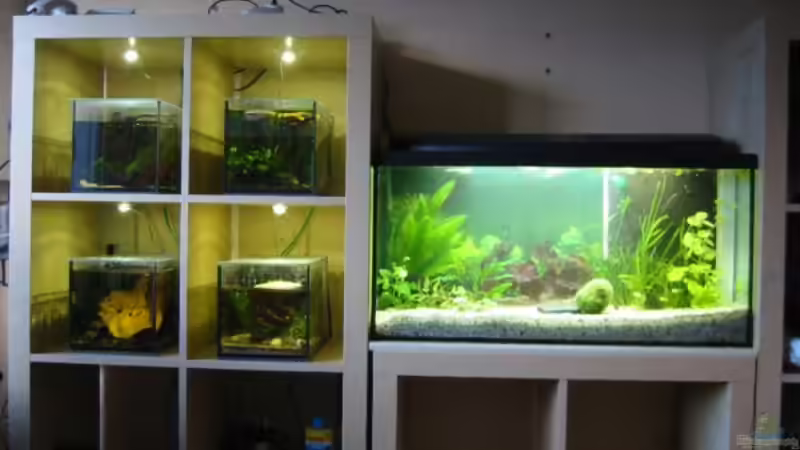 ??bersicht - Kugelfischbecken und Futterzucht von Christina Studt (6)